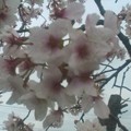 写真: 駐車場整理係の近くの桜だよ...