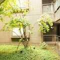 ガーデン渋谷氷川〜庭5