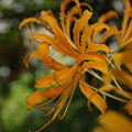 写真: オレンジ色のリコリスの花！
