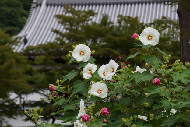 写真: 芙蓉咲く、円覚寺！
