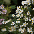 写真: 白い秋明菊！