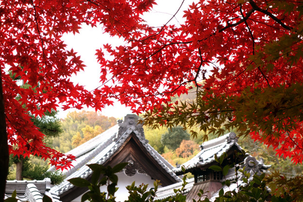 写真: 紅葉と屋根！2012k