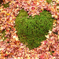 写真: 落ち葉に浮かぶ愛！