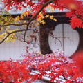 写真: 丸窓に紅葉！2012