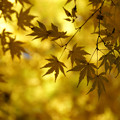 写真: 黄葉にモミジの風景！2012