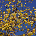 写真: 青空にロウバイ咲く！201301