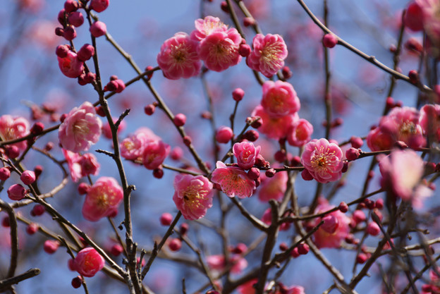 写真: ピンクの梅が見頃に！201302