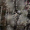 写真: 枝垂れ梅が見頃！1300302