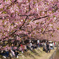 写真: 河津桜の花見、小松ヶ池！130309