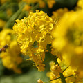 写真: ミツバチと菜の花！130309