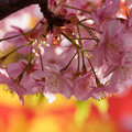 写真: 河津桜が見頃に３！　130309