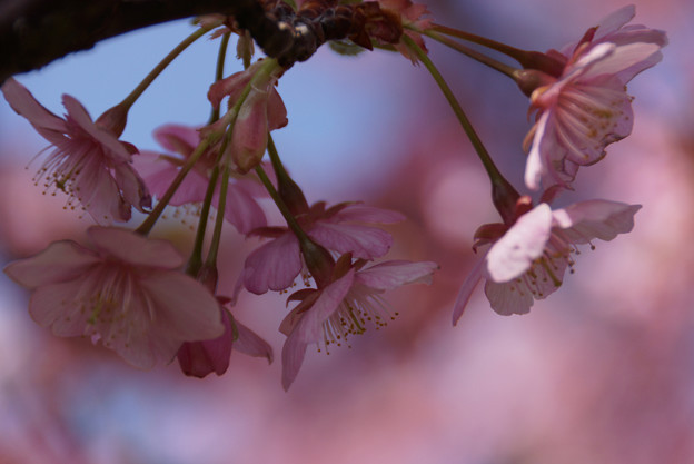 写真: 河津桜が見頃に５！　130309