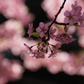 写真: 河津桜の枝ぶり！130309