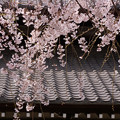 写真: しだれ桜の花模様２！
