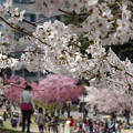 写真: 横浜の桜の花見！2013