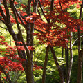 写真: 新緑と紅葉風景！130427