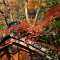 写真: 蓮華寺の紅葉131201