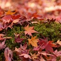 写真: 蓮華寺苔庭の散紅葉131201