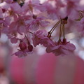 写真: 河津桜とぼんぼり！140304