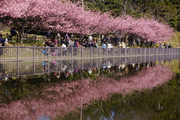 写真: 河津桜の映り込み！140304