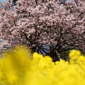菜の花と早咲き桜！140321