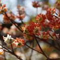 写真: アカバナミツマタいっぱい咲く！140322