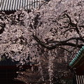写真: 枝垂れ桜と山門！