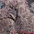 写真: 枝垂れ桜が満開上野！140328