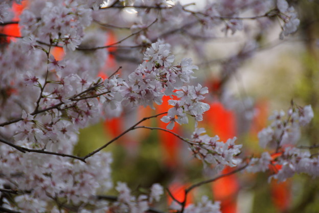 写真: 桜まつり上野！140328