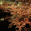 写真: 川沿いの夜桜！