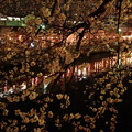 写真: 夜桜と川！