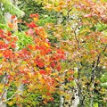 写真: 大雪山麓も秋祭り、紅葉で歓迎