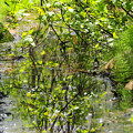 写真: 五戸の森公園内の沼池