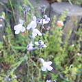 小さな花