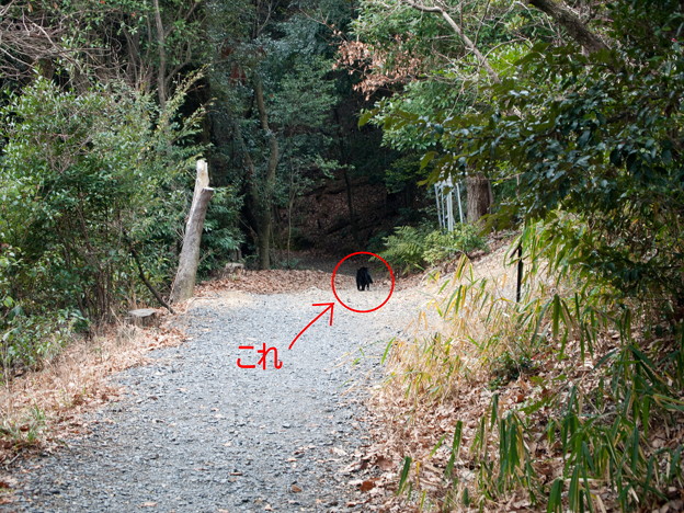 驚愕！　前人未到の京都・東山山中に幻の珍獣「ぬこ」は実在した！