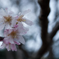写真: PENな京都 平野神社の寒桜