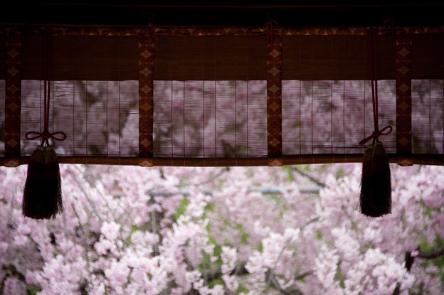 写真: 平野神社　京の桜百景