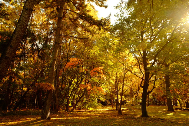 京の紅葉百景 私の好きな場所 京都御苑・母と子の森