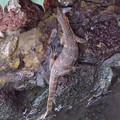 写真: マラッカ川で魚を食べるトカゲ