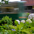 写真: 紫陽花の電車