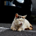 写真: 京島の猫