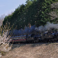 写真: 梅と重連の蒸気機関車
