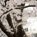 写真: 桜のブーケ