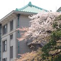写真: 宮内庁庁舎脇の桜