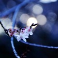 写真: 夢桜。