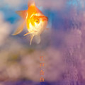 写真: 江戸金魚の涼