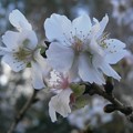 三波川冬桜