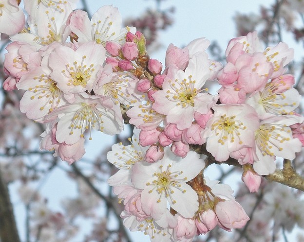Photos: 春めき桜