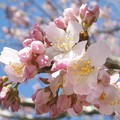 Photos: 春めき桜
