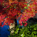 写真: 四色の秋